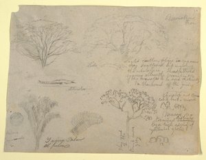 Dibujo, Serie de estudios botánicos que incluyen un caimán y un árbol monstruoso, vistos desde el Río Magdalena, Colombia, 1853 de Frederic Edwin Church