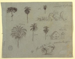 Dibujo, Bocetos del Río Magdalena, Colombia:  Estudios botánicos y una iglesia, mayo de 1853 de Frederic Edwin Church