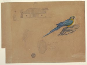 Dibujo, Estudios de Guaccamaya, Bogotá, Colombia, junio-julio de 1853 de Frederic Edwin Church