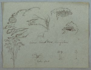 Dibujo, Estudios del Río Magdalena, Colombia:  Copas de árboles, pájaro blanco volando, enredaderas y tres plantas en flor, 1853, probablemente mayo de Frederic Edwin Church