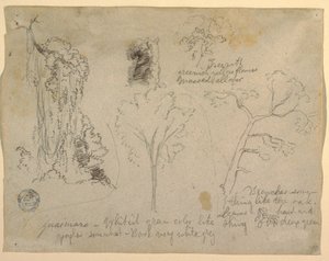 Dibujo, Estudios de árboles y plantas vistos desde el Río Magdalena, Colombia, 1853 de Frederic Edwin Church