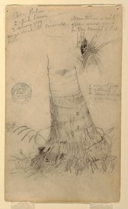 Dibujo, Estudios de un cocotero, mayo y junio, 1857 de Frederic Edwin Church