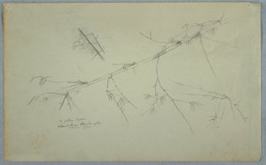 Dibujo, Estudio del bambú, Jamaica, mayo-agosto de 1865 de Frederic Edwin Church
