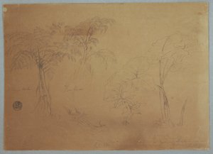 Dibujo, Estudio de dos árboles y tres plantas, cerca de Jorje, Ecuador, 23 de julio de 1857 de Frederic Edwin Church
