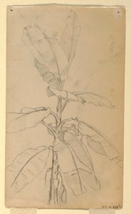 Dibujo, Estudio de una planta de hoja larga, mayo y junio de 1857 de Frederic Edwin Church