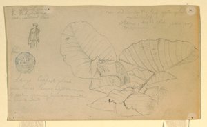 Dibujo, Estudio de un hombre; Estudio de, posiblemente junio de 1857 de Frederic Edwin Church