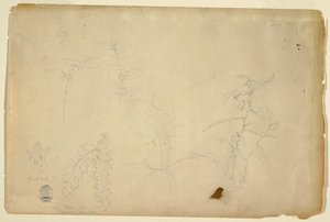Dibujo, Espinas y cardos, julio de 1844 de Frederic Edwin Church