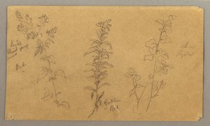 Dibujo, Tres estudios de plantas, octubre de 1865 de Frederic Edwin Church
