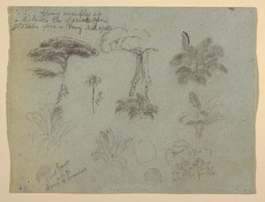 Dibujo, Estudios de árboles vistos desde el Río Magadalena, Colombia, 1853 de Frederic Edwin Church