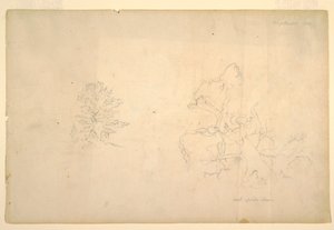 Dibujo, Árbol y tronco muerto, septiembre de 1844 de Frederic Edwin Church