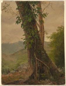 Dibujo, Árbol con enredaderas, Jamaica, Antillas, mayo de 1865 de Frederic Edwin Church