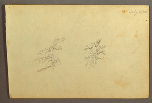 Dibujo, Árboles, julio de 1844 de Frederic Edwin Church
