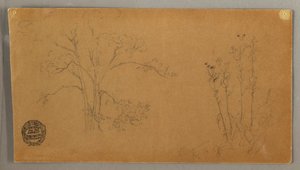 Dibujo, Árboles y plantas, Elecampene, septiembre de 1856 de Frederic Edwin Church