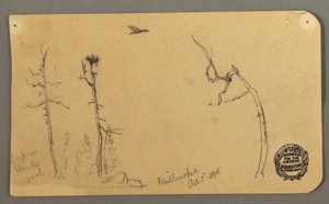 Dibujo, Árboles, pájaro volando, 1877 de Frederic Edwin Church