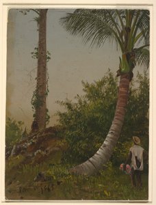 Dibujo, Árboles en Jamaica, Antillas, 1865