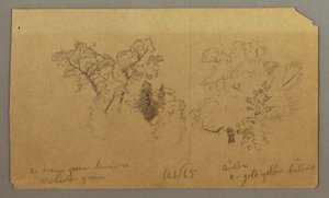 Dibujo, Dos estudios de árboles, octubre de 1865 de Frederic Edwin Church