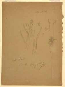 Plantas acuáticas, Roma, Italia de Frederic Edwin Church