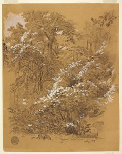 Dibujo, Escena de bosque, Goat Island, río Niágara, Nueva York, septiembre de 1858 de Frederic Edwin Church