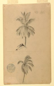 Dibujos. Dos bocetos. Palmas.