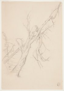 Árbol muerto retorcido de Frederic Edwin Church