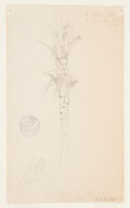 Hojas y tallo de una palmera, Aspinwall, Panamá