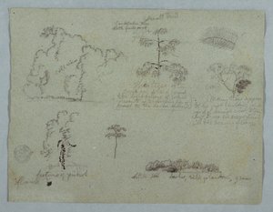 Estudios de la naturaleza incluyendo un árbol candelabro con un perezoso, Río Magdalena, Colombia