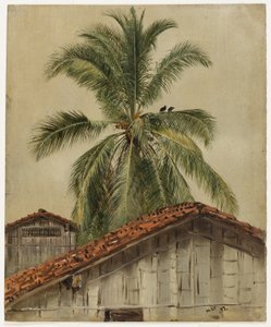Palmeras y tejados, Ecuador