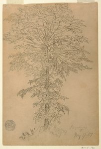 Árbol de papaya con fruta madura, Ecuador de Frederic Edwin Church