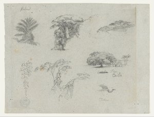 Bocetos de Sudamérica.  Bocetos botánicos.   Grulla voladora. de Frederic Edwin Church