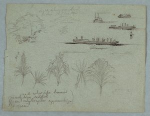 Bocetos del río Magdalena, Colombia: Plantas, vapor y un champán de Frederic Edwin Church