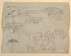 Estudios de Aves y Árboles vistos desde el Río Magdalena, Colombia de Frederic Edwin Church