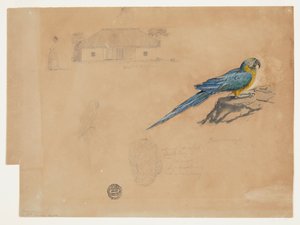 Estudio de guacamaya, Bogotá, Colombia de Frederic Edwin Church