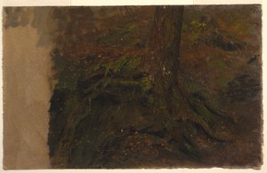 Estudio de un Tronco de Árbol