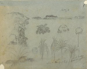 Estudio con copas de árboles, árboles, cinco diseños de plantas y una isla distante de Frederic Edwin Church
