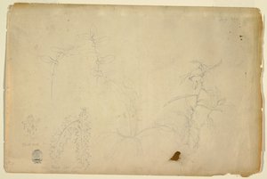 Espinas y Cardos