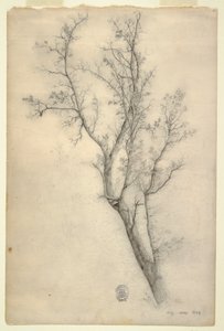 Árbol con muchas ramas