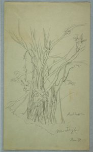 Árbol con muchos troncos separados cerca de Jorje, Ecuador, junio de 1857