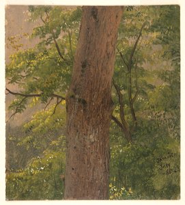 Estudio del bosque, Jamaica de Frederic Edwin Church