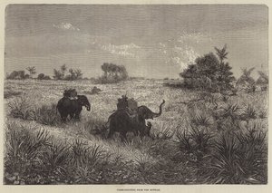 India y el Príncipe de Gales, Caza de Tigres desde el Howdah de Frederic Theodore Lix