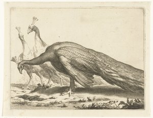 pavos reales Cuaderno de dibujo de Abraham Bloemaert (título de la serie) de Frederick Bloemaert
