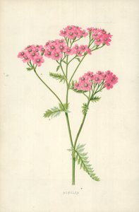 Achillea de Frederick Edward Hulme