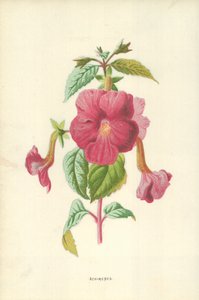 Achimenes de Frederick Edward Hulme