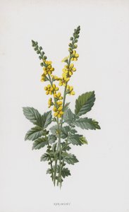 Agrimonia de Frederick Edward Hulme