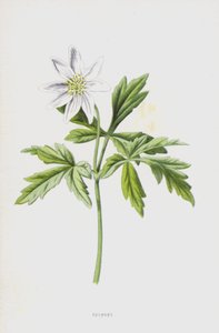 Anémona