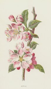 Manzana