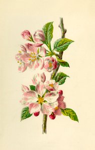 Manzana, 1877