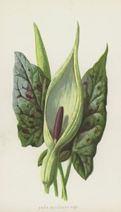 Arum o Cuckoo-Pint