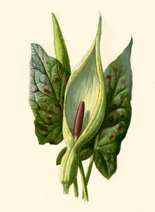 Arum o Cuckoo Pint, 1877 de Frederick Edward Hulme
