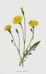 Leontodon autumnalis