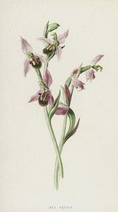 Orquídea abeja